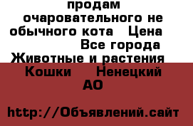 продам очаровательного не обычного кота › Цена ­ 7 000 000 - Все города Животные и растения » Кошки   . Ненецкий АО